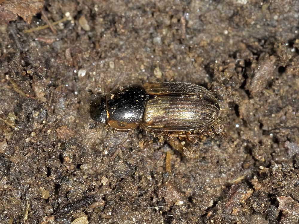 Aphodius (Melinopterus) prodromus